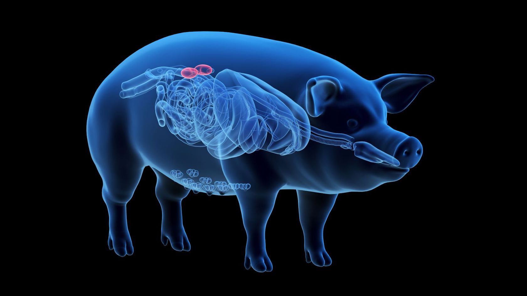 3D-Visualisierung von Schweinenieren im Körper