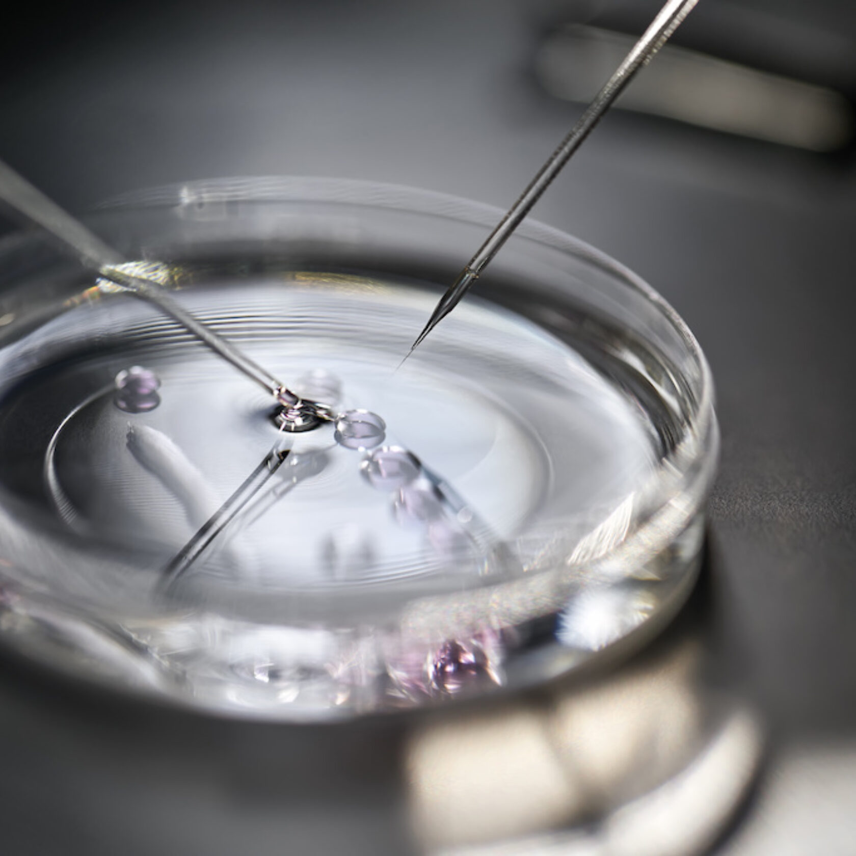 Embryonentransfer bei künstlicher Befruchtung in Petrischale